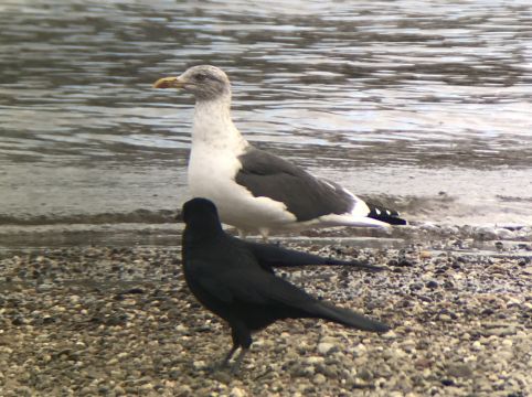 2018_11_21__Rabenkraehe_mit_Heringsmoewe_Roxheim __(Foto_Weiss).jpg